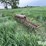steel-13.5’-3-pt-harrow/drag-image-5