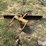 international-7-image-2