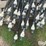 senniger-pivot-drops-w/sprinkler-image-9