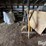 countyline-2100220-3-pt-post-hole-digger-image-5