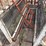 livestock-chute-image-14