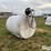 1000-gal-fuel-barrel-image-3