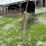 cattle-panel-w/insert-image-3