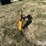 field-master-3-pt-quick-hitch-image-4