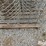 ear-corn-tunnels-image-10