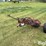 international-1100-image-1