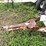 wilmar-pull-type-dry-fert.-spreader-image-3