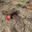 #1766-•-approx-24"-excavator-ripper-tooth-image-1