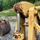 #4005-•-loader-grapple-forks-image-8