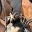 #60835-•-1991-volvo-/-gm-white-tandem-axle-storm-truck-image-57