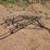 #6182-•-approx.-10'-drag-harrow-image-4