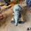 ford-tci-street-fighter-small-block-c6-transmission-image-6