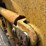 caterpillar-928g-image-76