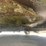 #5058-•-swischer-approx.-66"-fast-finish-trail-mower-image-18