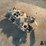 1972-ford-429-police-interceptor-intake-manifold-image-3