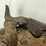 u.s.-springfield-rifle-image-16