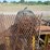 #1321-•-32"x70'-land-conveyer-image-30