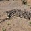 #6182-•-approx.-10'-drag-harrow-image-1