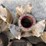 #1340-•-dayton-hubs-with-rings-and-rims-image-30