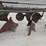 #5038-•-4-bottom-plow-image-12