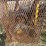 #1321-•-32"x70'-land-conveyer-image-31