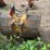 #1769-•-approx-36"-excavator-bucket-image-4