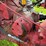 1941-farmall-m-image-19