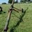 grain-auger-on-wheels-34'x5"-540-pto-image-1