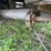 #2150-•-2017-barrett-53'-cattle-semi-trailer-image-73