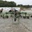 2007-krone-swadro-900-image-7