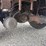 2015-international-durastar-4300-image-48