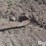 melroe-9-section-45'-drag/harrow-image-9