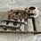 case-ih-3-image-6
