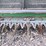 john-deere-635d-image-9