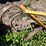 #7138-•-king-kutter-1-row-c-tine-3-point-cultivator-image-7