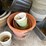 #7175-•-assortment-of-lawn-and-garden-planters-image-5