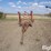 melroe-9-section-45'-drag/harrow-image-2
