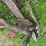 #2229-•-approx.-8'-3pt.-backblade-image-5