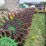 keller-rotary-hoe-image-3