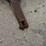 #2218-•-young-root-rake-image-10