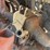 1958-allis-chalmers-d17-image-16