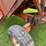 #2222-•-bushnell-gravity-box-wagon-image-10