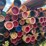 #26-•-large-lot-of-pipe-|-more-info-coming-soon-image-438