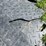 #7124-•-landscaping-ground-protecting-mat-sections-image-6