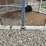 lorrich-hopper-bin-image-4