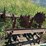 small-transport-auger-&-400-series-rotary-hoe-image-3