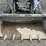 2022-bobcat-t550-image-10