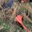 blanchat-12-bottom-plow-image-17