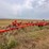 blanchat-12-bottom-plow-image-1