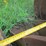 caterpillar-16-image-6